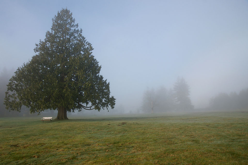 Park in mist