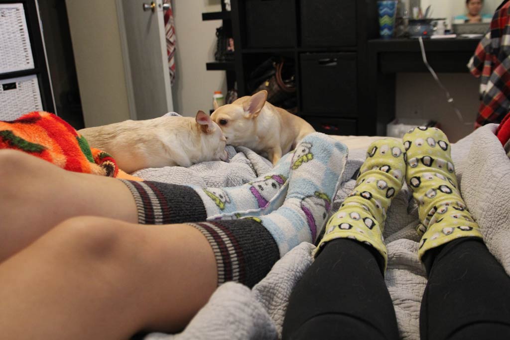 Feet and dogs